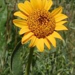 Wyethia angustifolia Flower