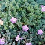 Erodium corsicum Yaprak