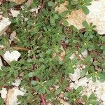 Portulaca oleracea Агульны выгляд