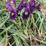 Iris reticulata Žiedas