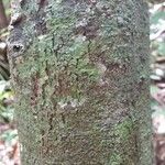 Matayba arborescens 樹皮