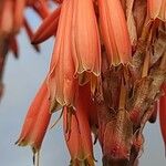 Aloe pluridens Blomma