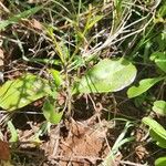 Euclea divinorum Leaf