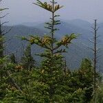 Abies fraseri Dalc'h