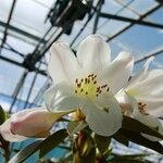 Rhododendron maddenii Flower