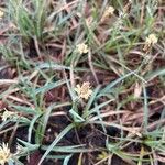Carex caryophyllea Floro