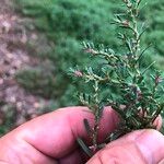 Polygonum plebeium Blad