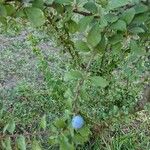 Prunus spinosa Frucht