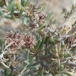Gymnocarpos decander Fruto