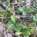 Antennaria plantaginifolia Blatt