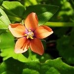 Lysimachia arvensis Flower