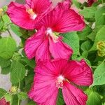 Hibiscus moscheutos Blüte