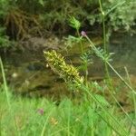 Carex spicata Kvet