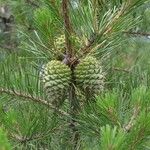 Pinus pungens Fruchs