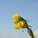 Linaria arenaria Blomma