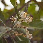 Calophyllum inophyllum 花