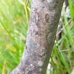 Ozoroa sphaerocarpa Kabuk
