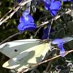 Salvia chamaedryoides Fleur