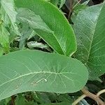 Begonia egregia Листок