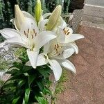 Lilium candidumFlors