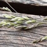 Poa pratensis Bleunienn