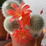 Rebutia minuscula Õis