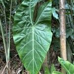 Alocasia longiloba Blatt