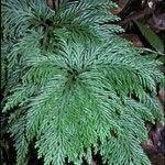 Selaginella flabellata 樹皮