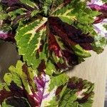 Coleus scutellarioides Blad