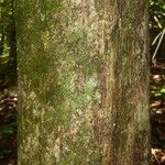 Chrysophyllum sparsiflorum Corteza