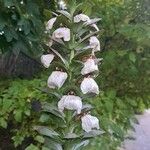 Acanthus mollis花