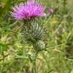 Cirsium vulgare花