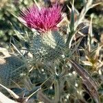 Cirsium echinatum Λουλούδι