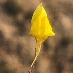 Linaria spartea Blüte