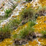 Festuca christianii-bernardii Yeri