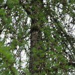 Larix laricina Bark