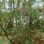 Acacia verticillata Máis