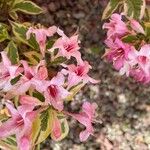 Weigela floridaFlower