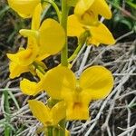 Eulophia speciosa Lorea