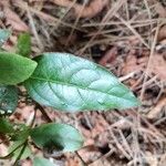 Viburnum rugosumBlad