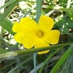 Oxalis eriocarpa Λουλούδι