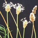 Plantago argenteaŽiedas