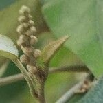 Croton reflexifolius Flor