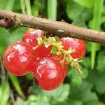 Ribes rubrum Fruit