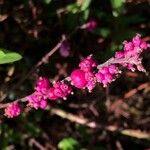 Symphoricarpos orbiculatus ഫലം