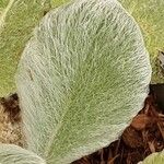 Salvia argentea Leaf