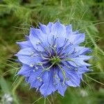 Nigella damascenaFlor