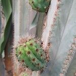 Trichocereus macrogonus Leaf