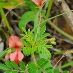 Indigofera brevicalyx Leaf