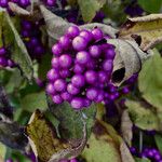 Callicarpa americana Fruto